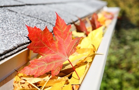 Fall-Leaves